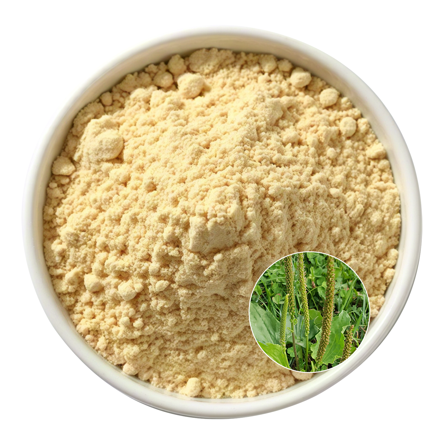Plantago Ovata Extract